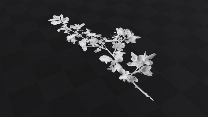 Ветка с белыми цветами
