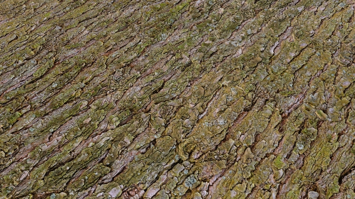 Pine Bark of a Young Tree