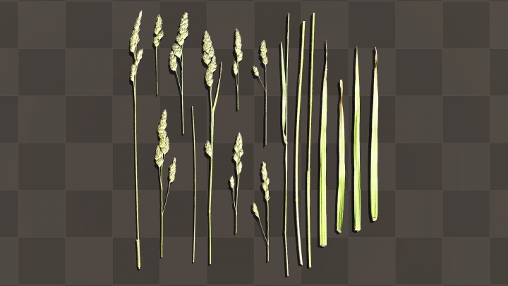 Колоски полевой травы