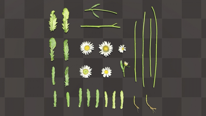 Chamomile Flowers and Leaves