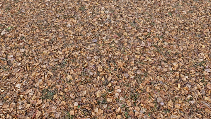 Boden mit gelben Blättern
