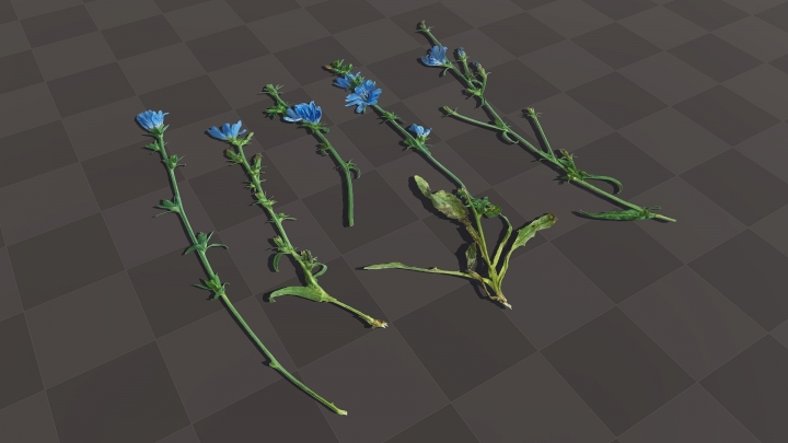 Chicorée à fleurs bleues