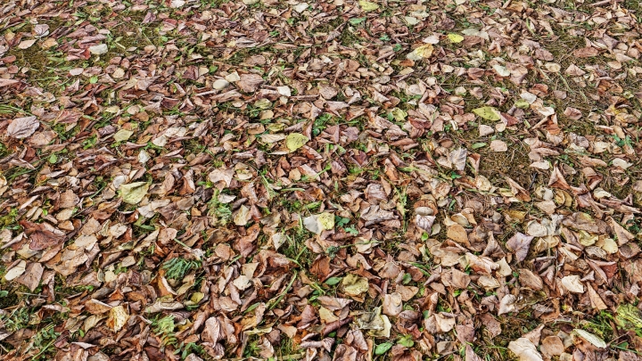 Feuilles d'automne sèches