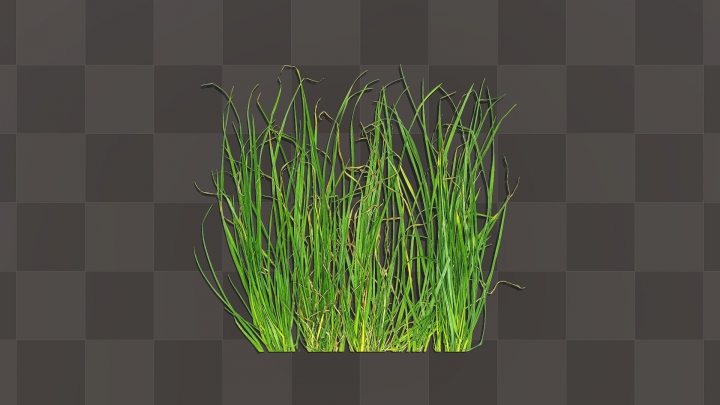Летняя зеленая трава