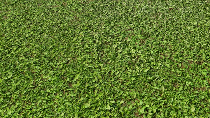 Земля с зеленой травой