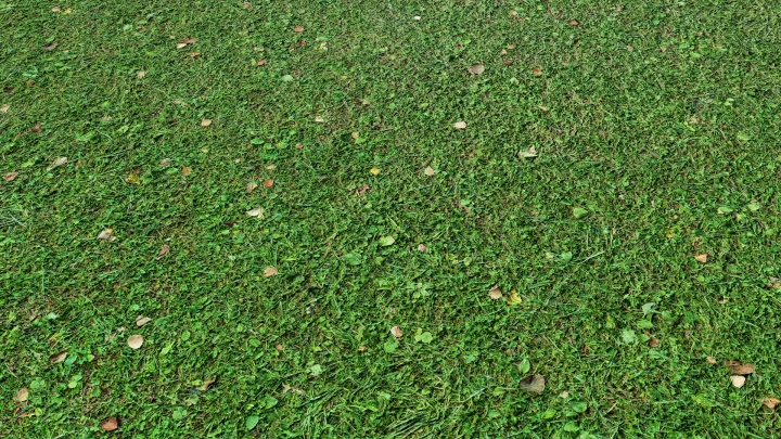 Green Grass with Leaves