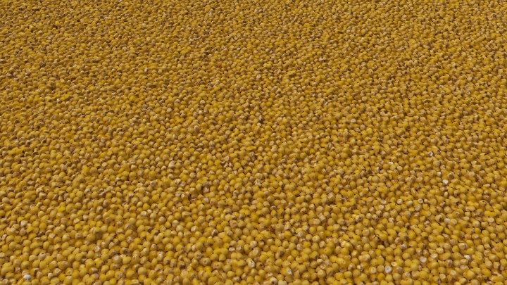 Пшенное зерно