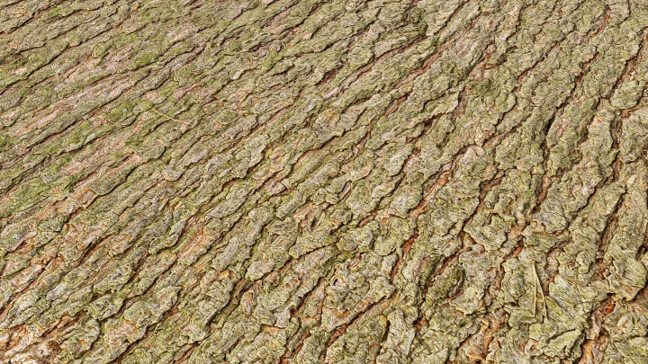 Écorce de pin vert