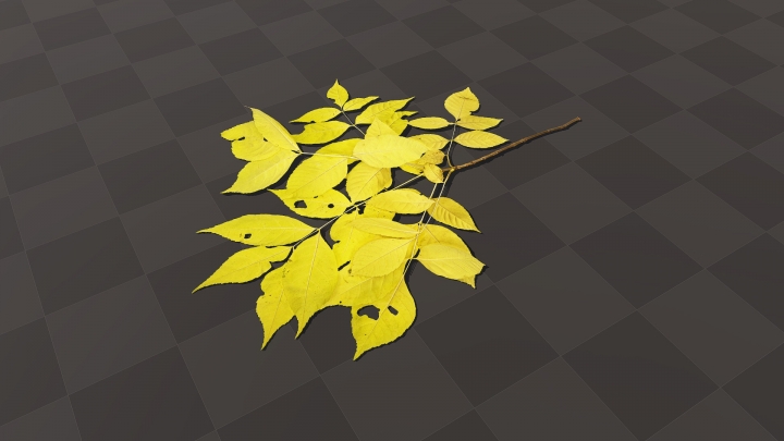 Branche jaune d'érable à feuilles de frêne