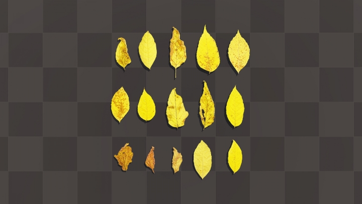 Feuilles d'érable à feuilles de frêne