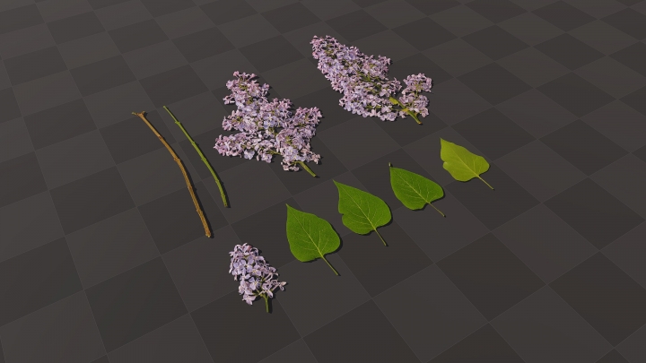 Fleurs et feuilles de lilas