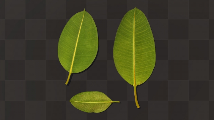 Обратная сторона листьев Фикуса