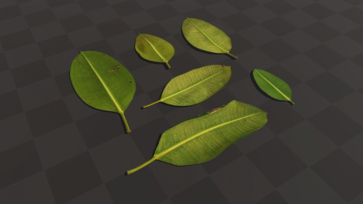 Ficus Leaves