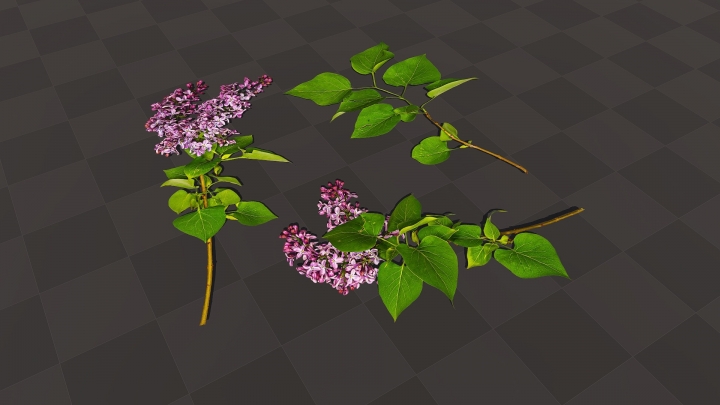 Branches de lilas