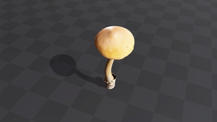 Тонкий коричневый гриб
