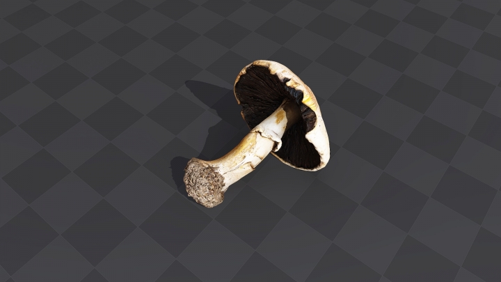 Большой лесной гриб
