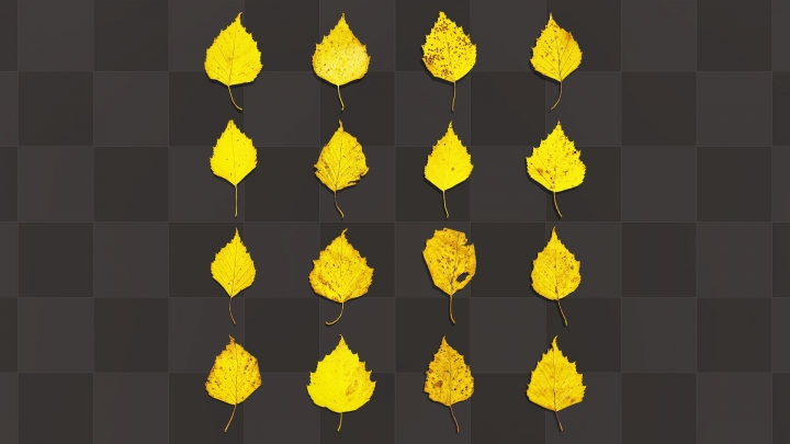 Желтые березовые листья