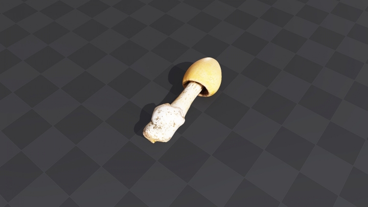 Высокий гриб