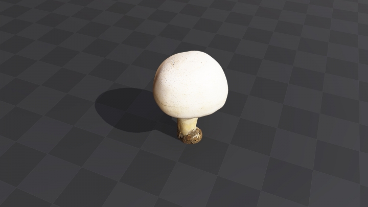 Mushroom with White Cap