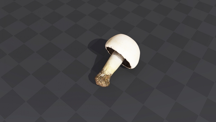 Pilz mit weißer Kappe