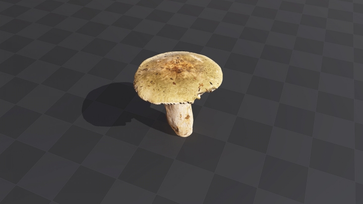 Большой лесной гриб