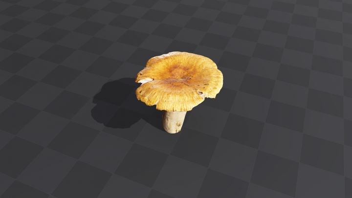 Желтый лесной гриб