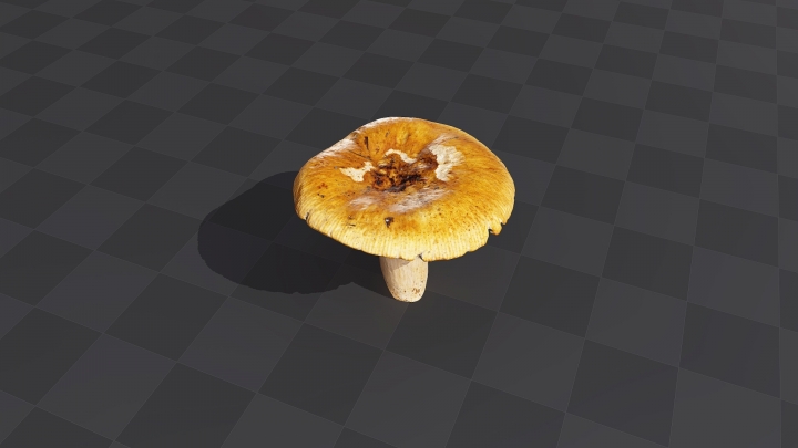 Желтый осенний гриб