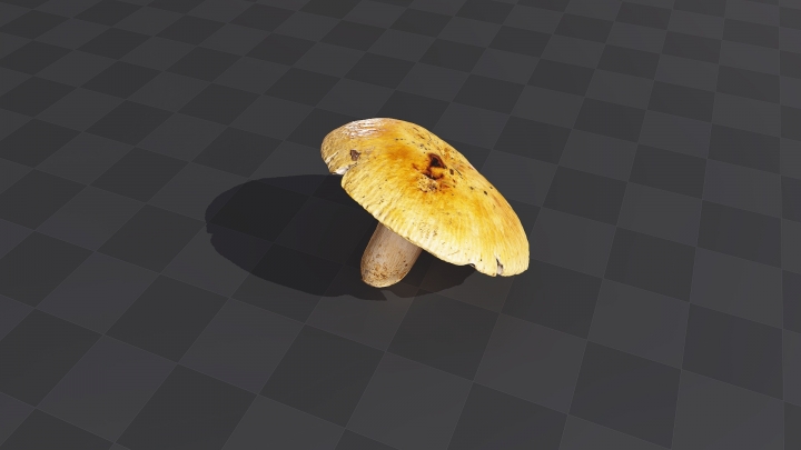 Mushroom with a Big Cap