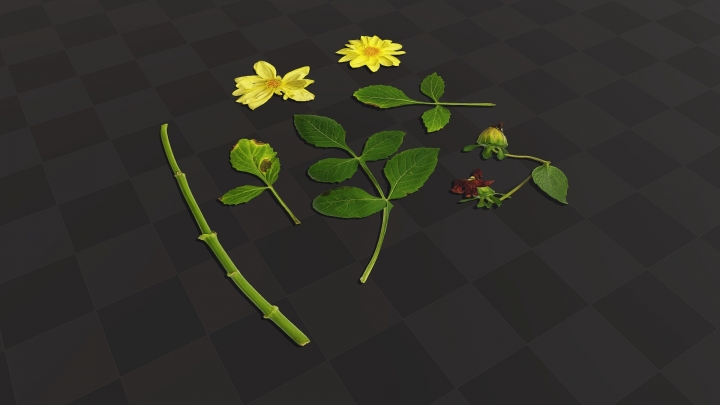 Yellow Hydrangea Flower
