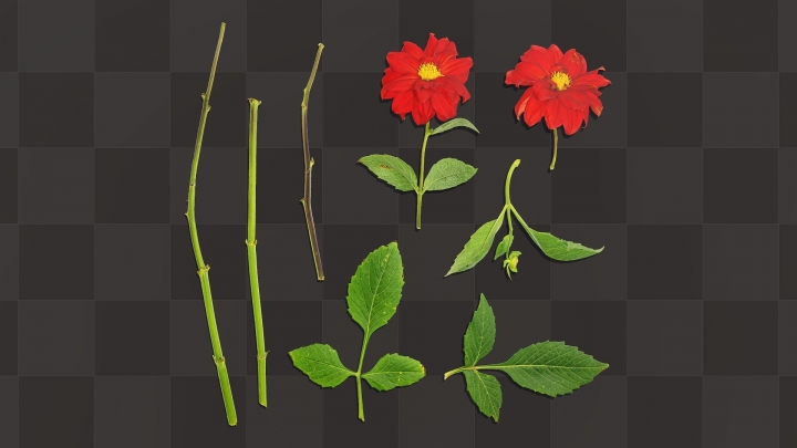 Красный цветок гортензии